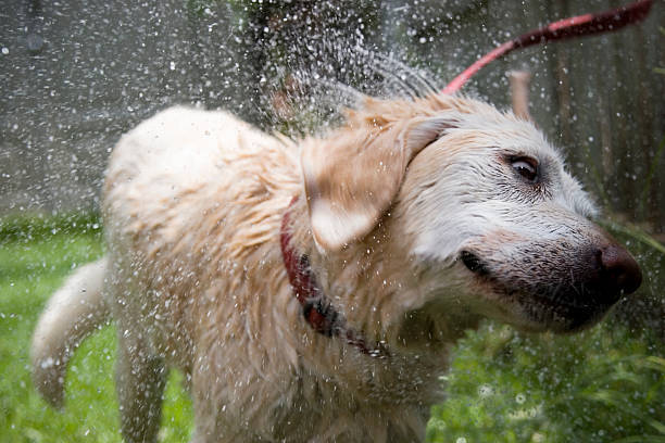 Chien Secouer après le bain - Photo