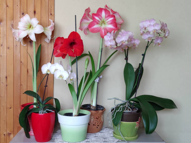 istock colorful amaryllises in bloom in flower pot 1472507788