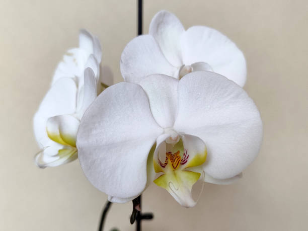 istock white phalaenopsis orchid in bloom 1472507874