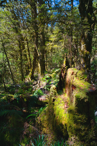 A path winds its way through dense rainforest in the Fiordland National Park, on New Zealand's South Island. This is part of the trail that leads up to glorious Lake Marian (as seen in image number 65989495, amongst others). The walk takes well over an hour but the spectacular scenery at the end make it most worthwhile.