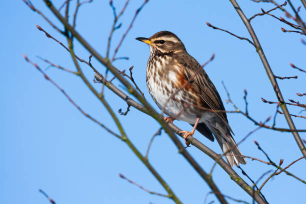 istock Redwing (Turdus iliacus) sitting on a branch of a tree  in winter 1472508035