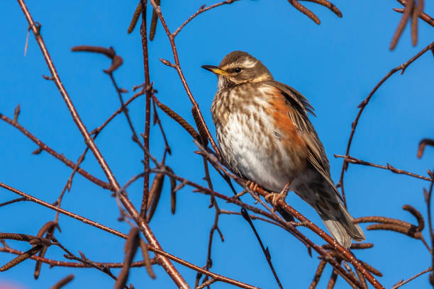 Redwing (Turdus iliacus) in a birch tree in the Netherlands