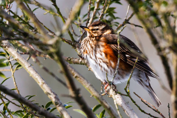istock Redwing (Turdus iliacus) sitting on a branch of a tree  in winter 1472508148