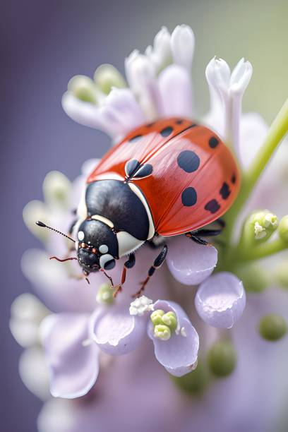 una mariquita en una flor - mariquita fotografías e imágenes de stock