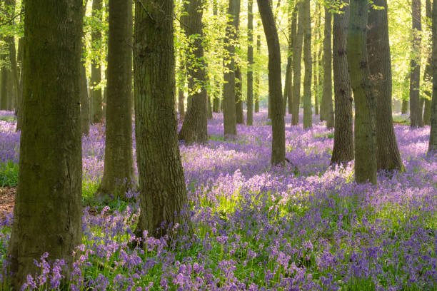 istock Bluebells In An English Beechwood 1472508869