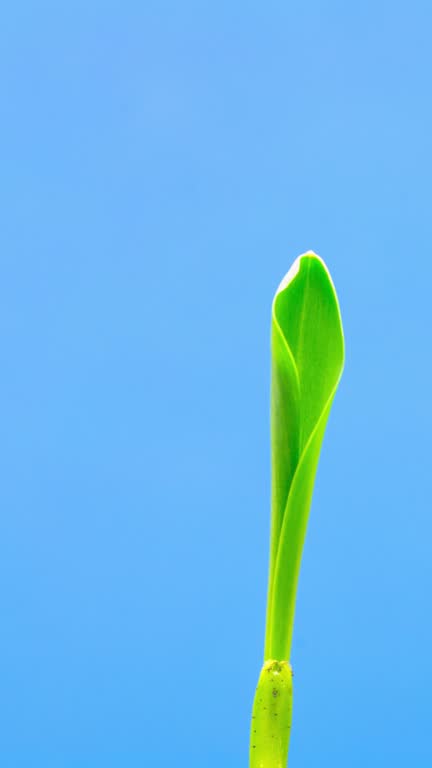 4k vertical timelapse of Corn grows from the earth against blue background, time lapse video 4K resolution clip.  The leaves of corns grows in front of camera.