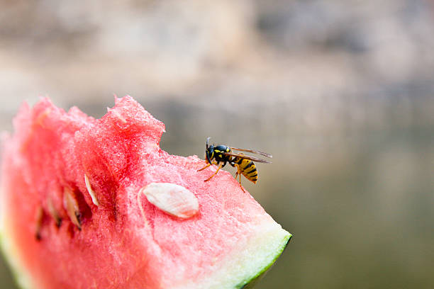 wasp - avrupa eşek arısı stok fotoğraflar ve resimler