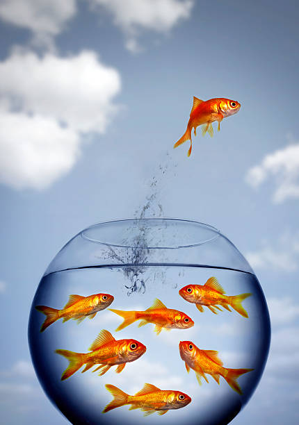 istock Goldfish jumping out of crowded aquarium 147251123