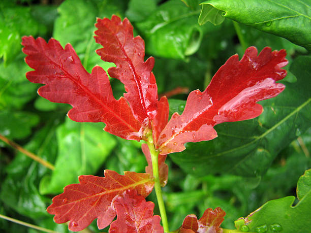Red oak leaves stock photo