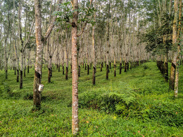 istock rubber plantation background where the trees are neatly arranged 1472512745