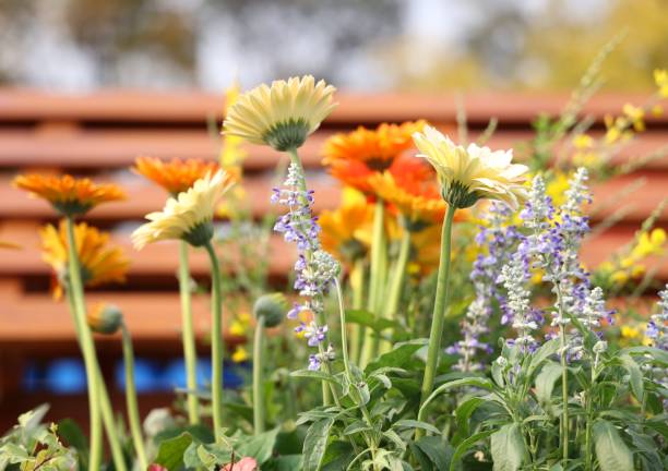 istock Flower photos 1472512861