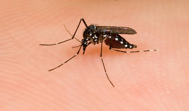 Asian Tiger Mosquito stock photo