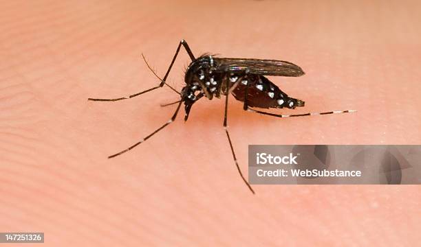 Asian Tiger Mosquito - zdjęcia stockowe i więcej obrazów Komar tygrysi - Komar tygrysi, Aedes, Ukąszenie komara