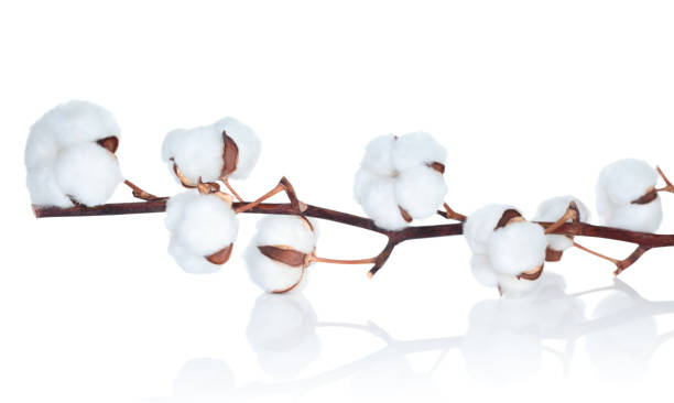 istock Coton Flower on the delicate white background close-up 1472513609