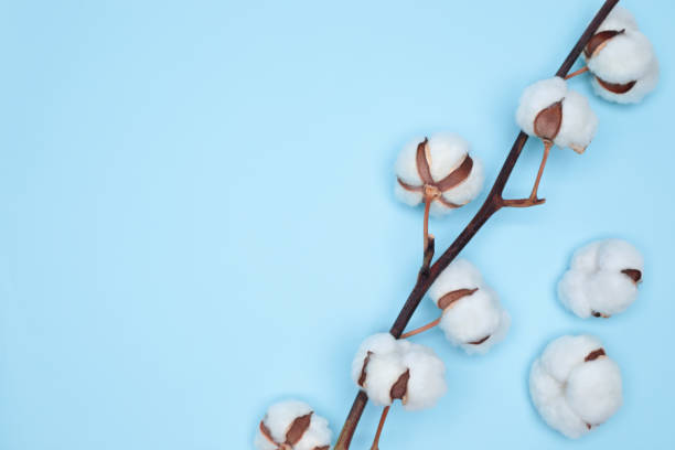 istock Coton Flower on the delicate blue background close-up 1472513635