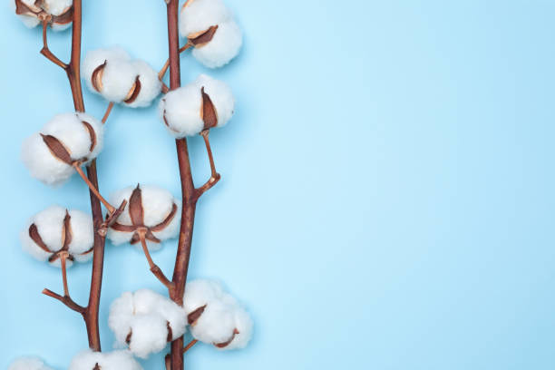 istock Coton Flower on the delicate blue background close-up 1472513652