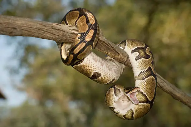 Ball Python, Python regius, habitat - grasslands, savannahs, and sparsely wooded areas in numerous African countries, captive specimen
