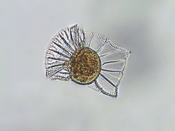 istock Ornithocercus steinii algae under microscopic view, Chromista, diatoms, phytoplankton, fossils, silica, golden yellow algae 1472516612