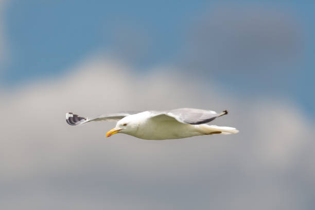 istock side view of flying yellow-legged gull (larus michahellis) 1472517227