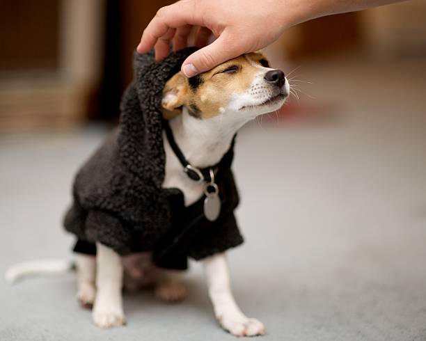 istock Puppy In Clothing 147251734