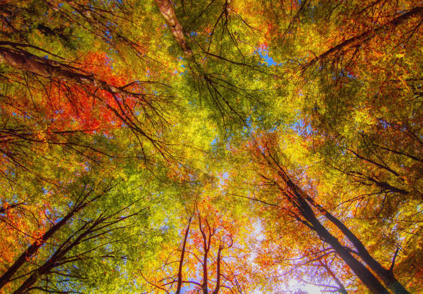 istock Gola dell'Infernaccio (Marche, Italy) 1472517715