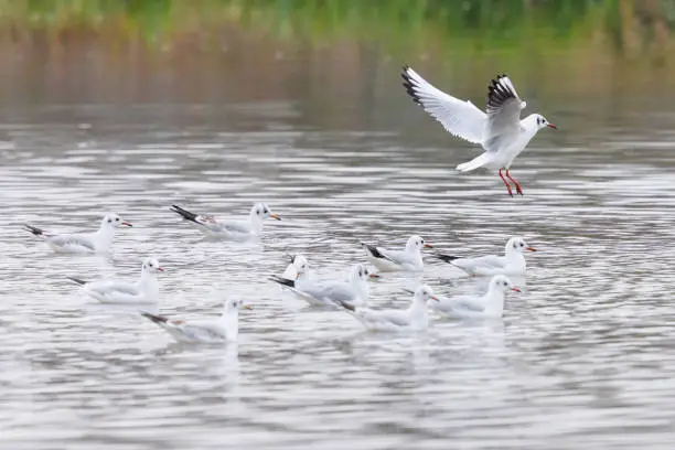 flock of many common black-headed gulls (larus ridibundus) in water