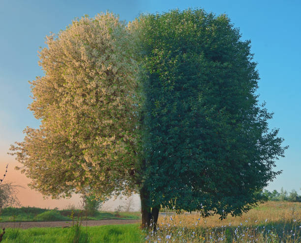 istock Tree in Galati, Romania in Spring/Summer Time 1472518105