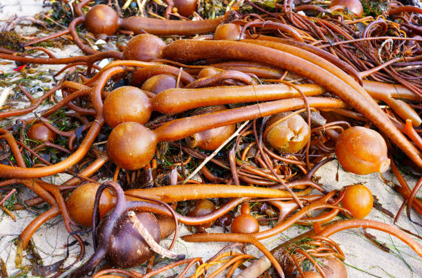 istock Group of Bull Kelp Seaweeds Washed Ashore 1472518136