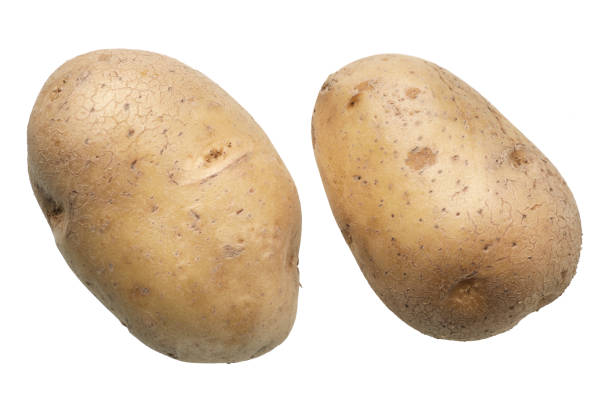 Two white washed potatoes stock photo