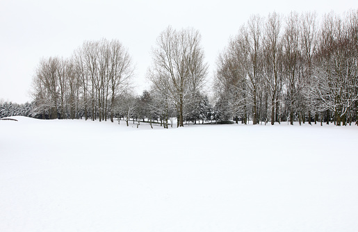 Snow scene with trees and copy space