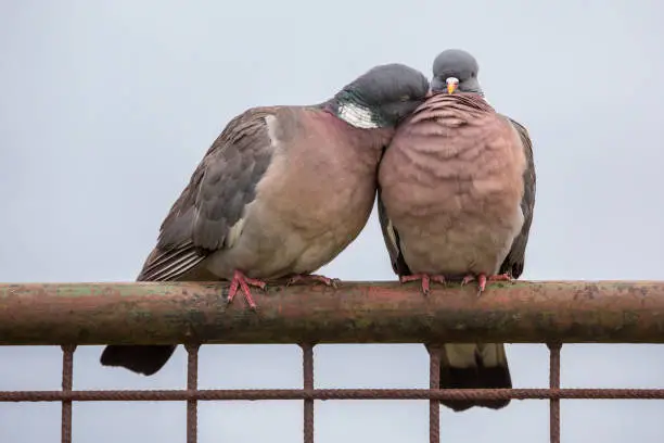 Loving common wood pigeon couple on an iron fence in the Netherlands