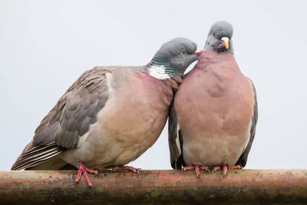 Loving common wood pigeon couple on an iron fence in the Netherlands