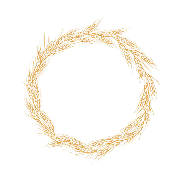 Wreath frame from ears of wheat.A bunch of ears of wheat,dried whole grains.Cereal harvest,agriculture,organic farming,healthy food symbol.Ears of wheat hand drawn.Design element. Isolated background.Vector Wreath frame from ears of wheat.A bunch of ears of wheat,dried whole grains.Cereal harvest,agriculture,organic farming,healthy food symbol.Ears of wheat hand drawn.Design element. Isolated background. Vector illustration threshing stock illustrations