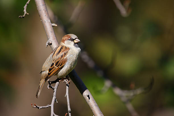 istock House Sparrow on branch 147251955