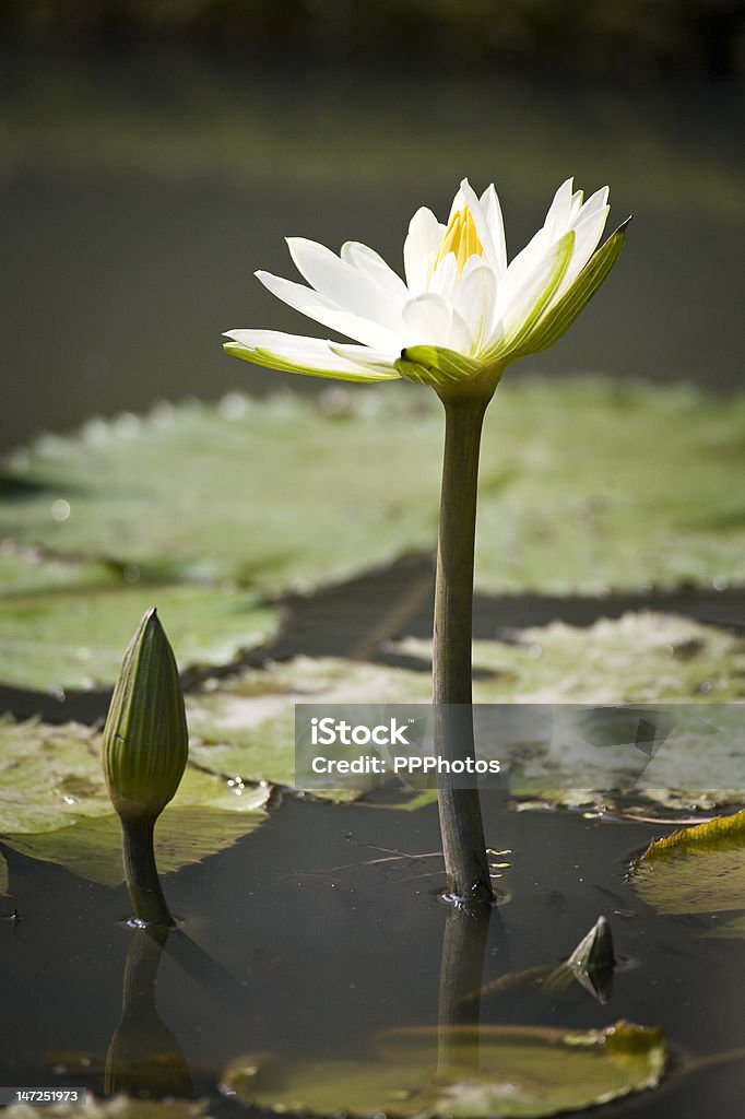수련 아이리스입니다 연못 - 로열티 프리 불교 스톡 사진