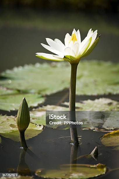 수련 아이리스입니다 연못 불교에 대한 스톡 사진 및 기타 이미지 - 불교, 연꽃과, 젠 스타일