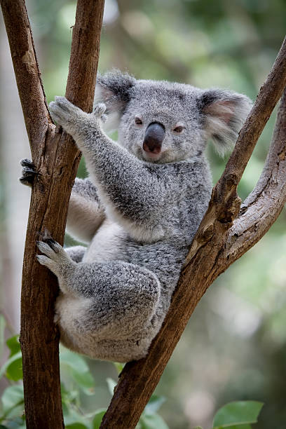 koala - aborigine koala eucalyptus eucalyptus tree foto e immagini stock