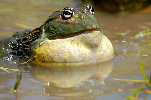 african giant żaba rycząca - bullfrog frog amphibian wildlife zdjęcia i obrazy z banku zdjęć