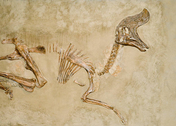 Dinosaur Fossils stock photo