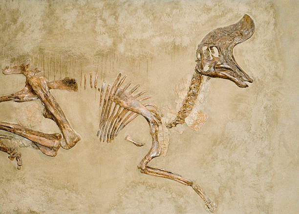Dinosaur Fossils Fossilized dinosaur bones buried in the ground fossil stock pictures, royalty-free photos & images