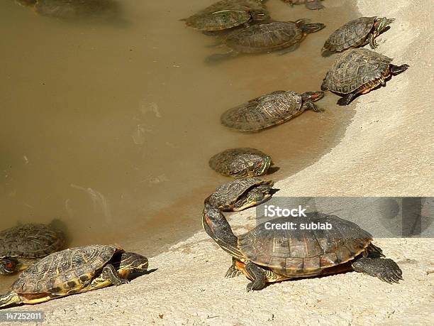 Jardim Zoológico De Tartarugas No Safari - Fotografias de stock e mais imagens de Animal de Safari - Animal de Safari, Fotografia - Imagem, Horizontal