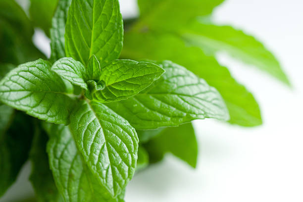 Freshly Picked Oregano On White stock photo