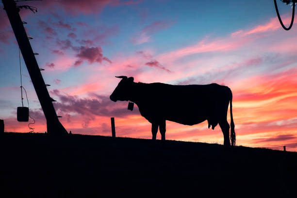 silhouette of a highland cow in the sunset