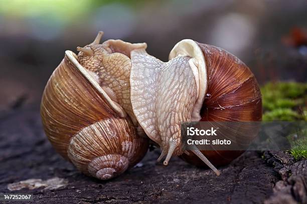 Snails Like A Wrestlers Stock Photo - Download Image Now - Animal, Close-up, Combat Sport
