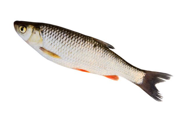 istock European chub isolated on white 1472520939