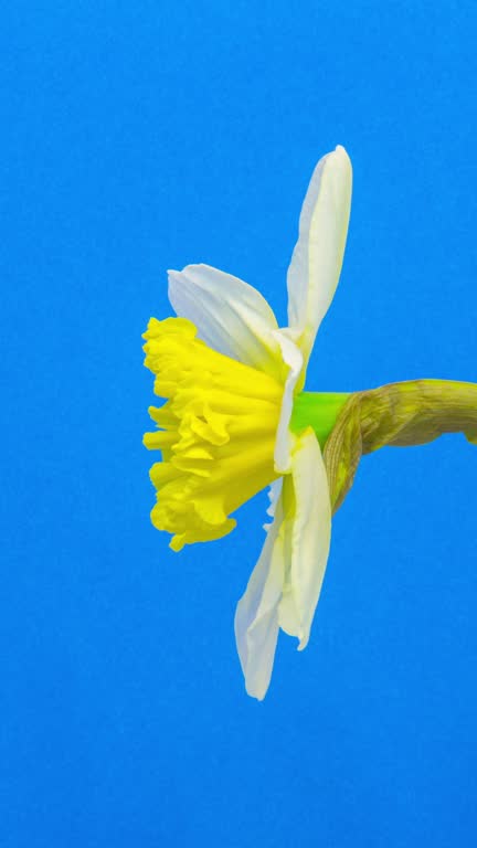 Wild Daffodil blooming against blue background in a 4K time lapse movie. Daffodile growing blooming and blossoming in moving time lapse. Vertical time lapse in 9:16 ratio mobile phone and social media ready.