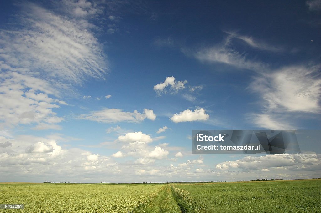 green field green field on a sky background with path in the middle Agricultural Field Stock Photo