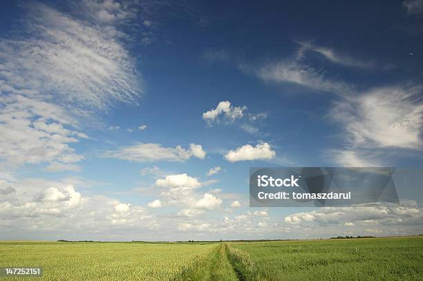Green Field Stock Photo - Download Image Now - Agricultural Field, Backgrounds, Blue