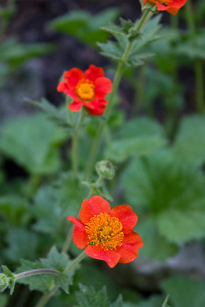 istock orange flowers geum coccineum 1472521780