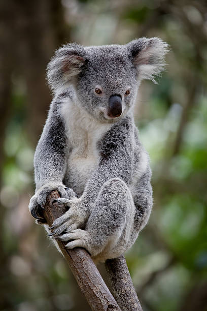 koala - aborigine koala eucalyptus eucalyptus tree foto e immagini stock